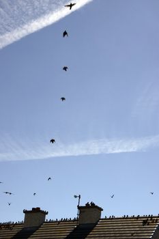 a gathering of birds on a roof