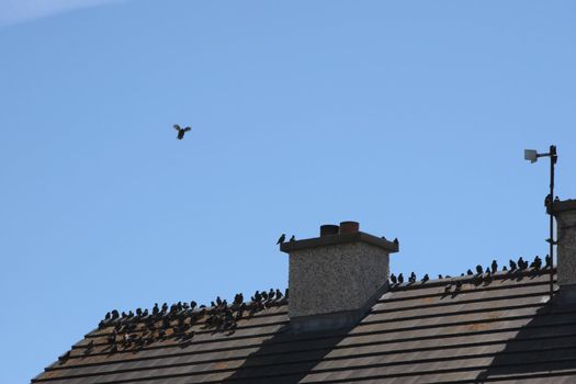 a gathering of birds on a roof