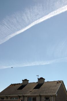 a gathering of birds on a roof