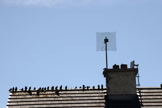a gathering of birds on a roof