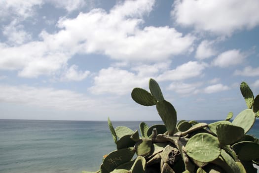 a cactus on the coast of lanzarote