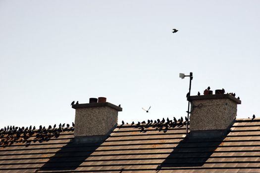 a gathering of birds on a roof