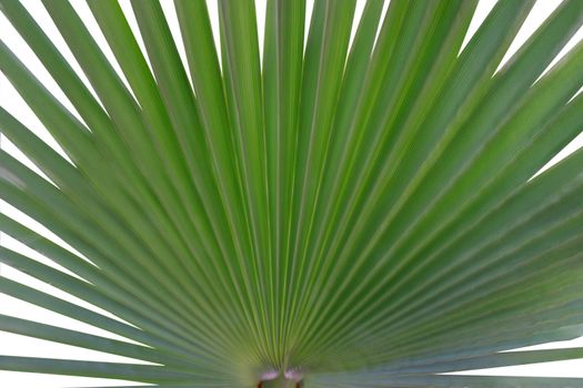 plant like a fan with white background