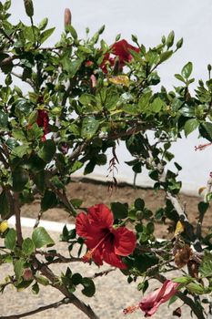 a flower on a path in lanzarote