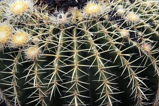 a close up of a round cactus