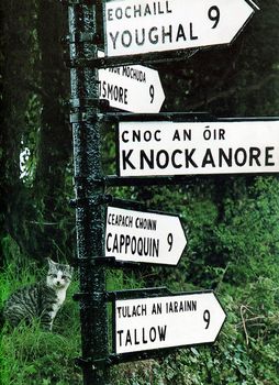 a cat at a sign post in ireland