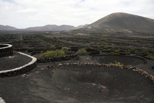 a vineyard in the wine region of lanzarote