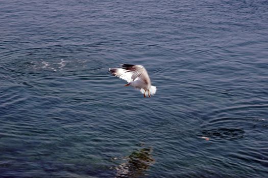 a seagull swooping down for a feed