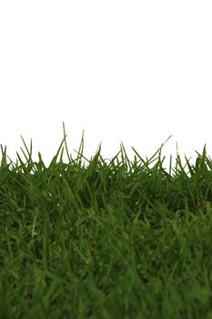 green grass growing against a white background