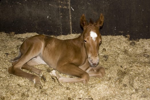 new born foal