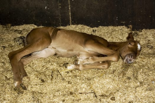 Foal from one day old