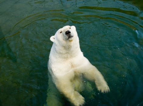 Polar bear in pool of a zoo