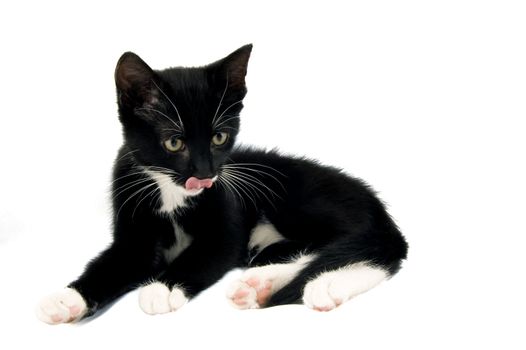 baby kitten with tongue out of mouth