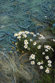 wild flowers growing amongst the fishing nets