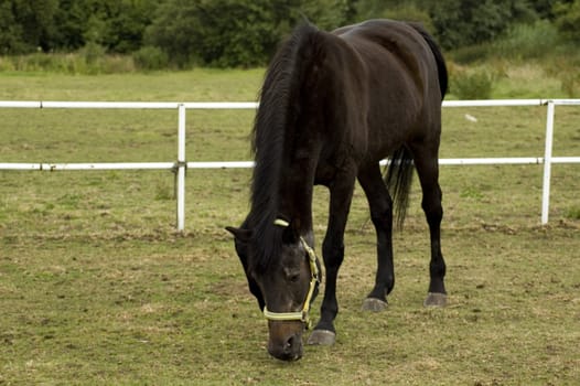 dark brown horse grazing on land