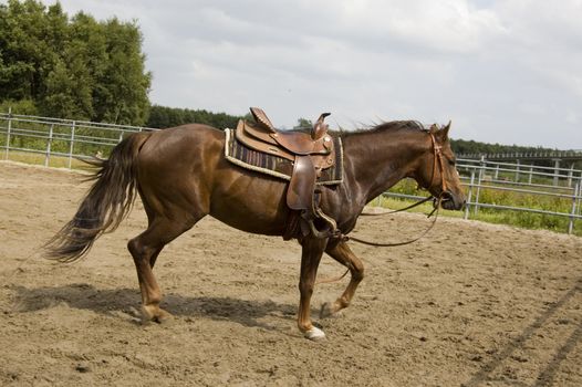 male horse with saddle on his back