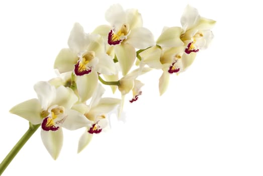 A beautiful fresh orchid