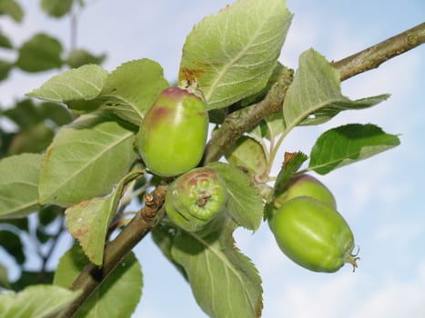 small apples growing on branch