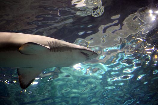 A grey shark swimming underwater. Sunbeams are shining down through the water