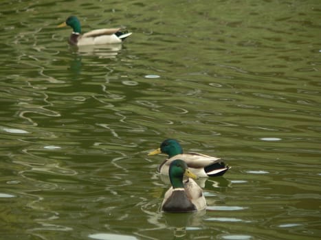 Three mallard ducks swimming in a pond.