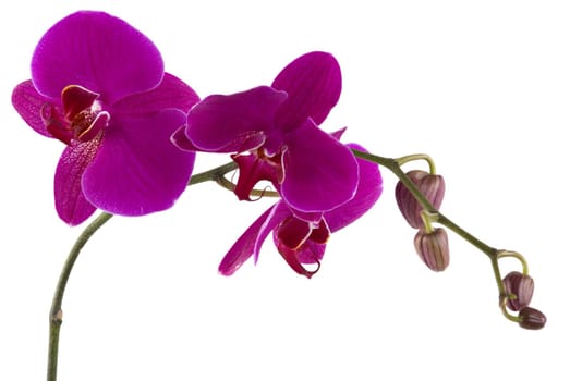 Beautiful fresh orchid