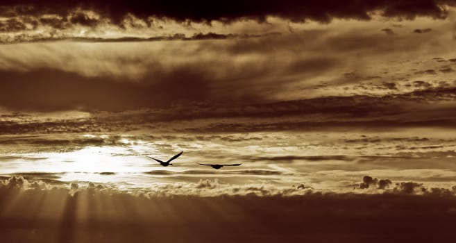 silhouette of two Canadian wild geese flying on a stormy cloud with the sunset in the background