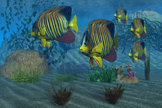 Beautiful Royal Angelfish shimmer with their gorgeous colors near a coral reef.