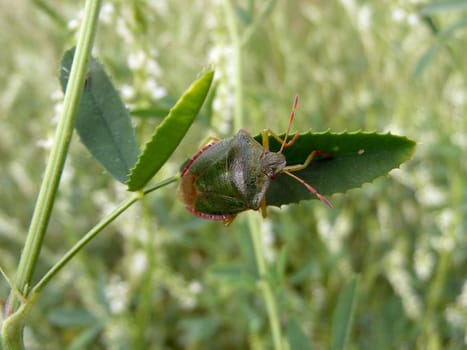 Green forest bug sits on the leaf