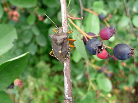 Green motley forest bug sits near the berries