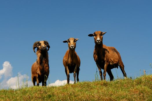 brown sheep on a hill