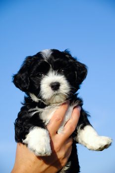 A person is holding a sweet small puppy. 