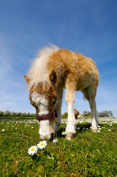 A sweet young horse is eating green grass