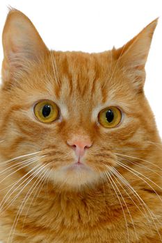 Sweet young cat is looking. Taken on a clean white background