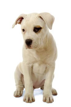 Sweet puppy is sitting on a white background