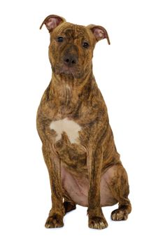 Staffordshire terrier dog is sitting on a clean white background
