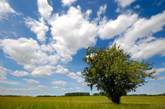 Tree on green field. The sky is blue with white clouds.