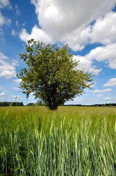 A tree is standing in a corn field. The sky is blue withe white clouds.