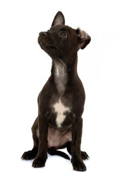 Sweet puppy dog on a white background. Mix of a miniature pincher and a chihuahua.