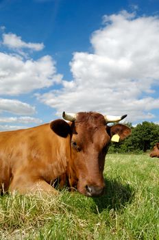 Cow is resting on a green field. The sky is blue with white clouds.