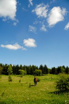 A horse is standing on a green medaow, at a summer day, with trees in the background.