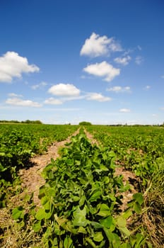 Field with rows of plants