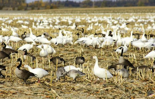 Canadian and snow geese resting and feeding in a harvested corn field before migrating