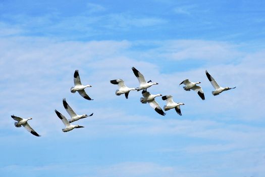 Beautiful snow geese flying off to the south in the blue sky during fall migration.