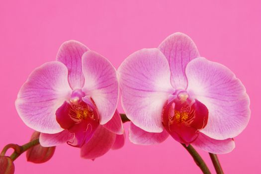 close-up of a pink orchid