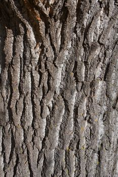 Background of bark on an old tree.
