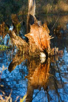 Waters reflection of a dry dead-wood stump.
