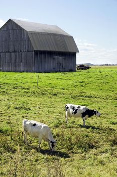 Two holstein cows grazing in the field with old wood barn with sheet metal roof in the background.