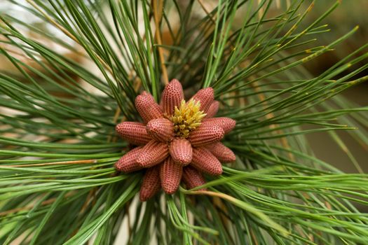 Baby pine cones in the spring time.