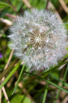 A dead dandelion with all of it's seeds ready to fly.