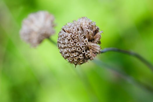 Wild Bergamot (Monarda fistulosa) still upright in the winter time.